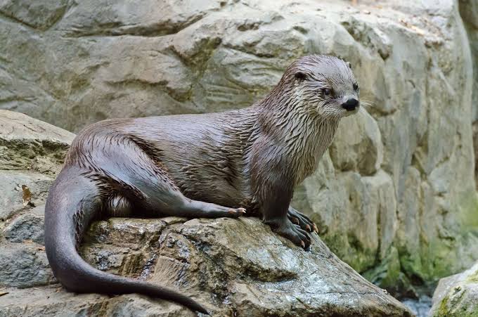 Lake Tahoe Otter Attack Leaves Swimmer With 38 Stitches